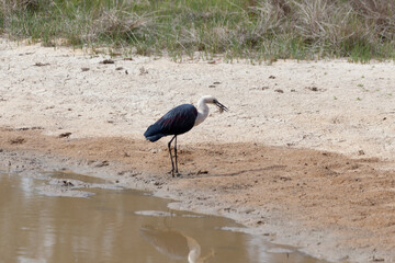 White Necked Heron