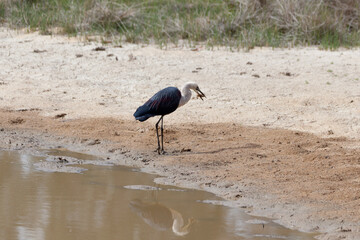 White Necked Heron