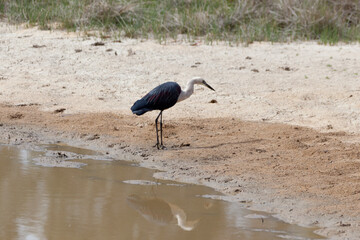 White Necked Heron