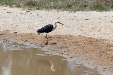 White Necked Heron