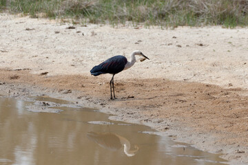 White Necked Heron