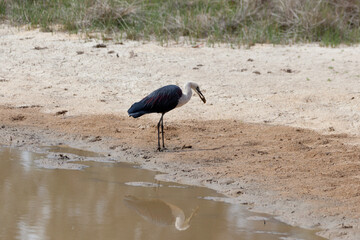 White Necked Heron