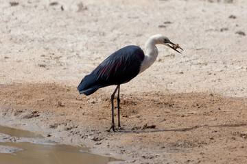 White Necked Heron