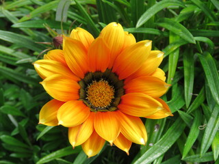 Fototapeta premium orange flower in the garden