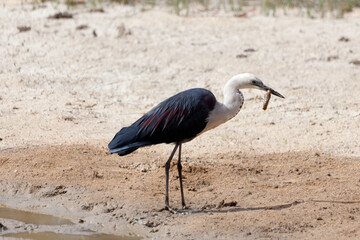 White Necked Heron