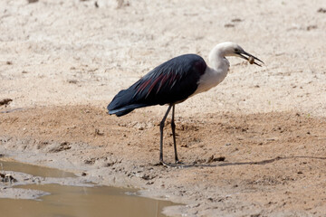 White Necked Heron