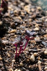 Young red cabbage sprounts growing in a garden during spring