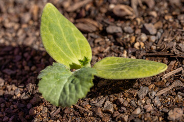 Young pumpkin seedlings sprouting in spring for a fall harvest in Arizona