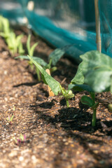 Young lima beans sprouting  in the spring in Arizona