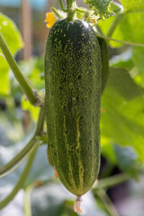 Ripe cucumber on a vine ready for picking in the garden