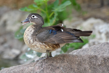 Female caroline duck ( wood duck ) standing on a rock