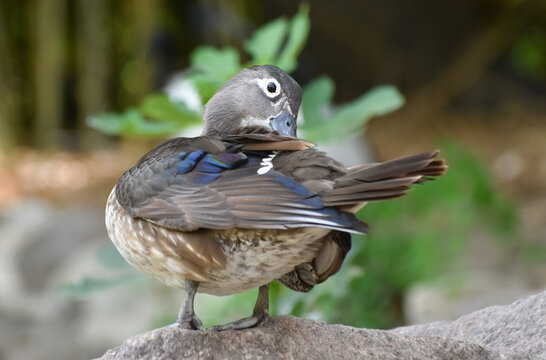 Female caroline duck ( wood duck ) standing on a rock and cleaning its feathers