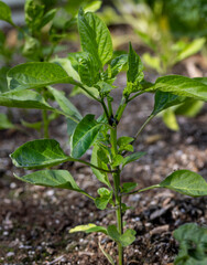 Pepper plant growing in a homgrown garden sprouting in the spring