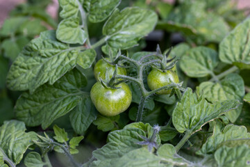 Tiny Tim tomatoes in a hime garden ripening on the vine in summer