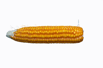 Corn on the cob being dried for future seed planting