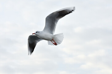 Seagull flying with open wings
