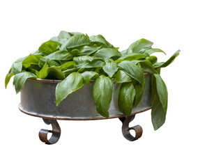 Freshly picked basil leaves in a metal container on a redwood garden cart.
