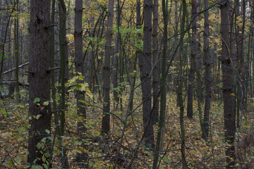 Autumn dense forest nature landscape