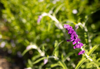 Vibrant purple flowers blooming in sunny garden, showcasing natural beauty, copy space