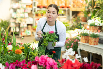 Female gardener tending to potted ranunculus in container garden