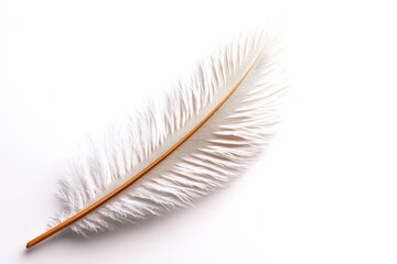 Elegant white feather on a white isolated background.