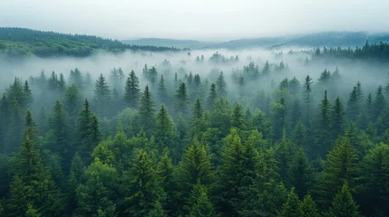 Fototapete Rund Explore the enchanting misty green forest canopy from above, where natures beauty thrives on a foggy dawn. © CrazyJuke