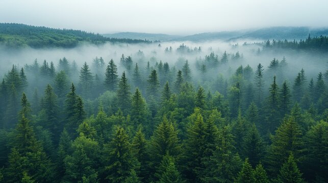 Explore the enchanting misty green forest canopy from above, where natures beauty thrives on a foggy dawn.