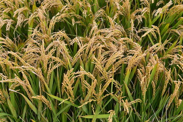Mature rice in the field