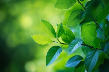 A close-up image of fresh, vibrant green leaves basking in sunlight, capturing the essence of life and renewal in nature with a vivid background of blurred green hues.