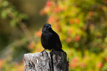 Tordo para retrato con fondo de arbusto en primavera