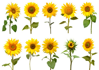 Sunflowers collection isolated on white background. Sun symbol. Flowers yellow, agriculture. Seeds and oil. Flat lay, top view