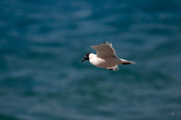 Gaviota en vuelo sobre el mar 