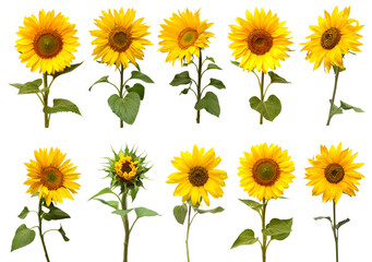 Sunflowers collection isolated on white background. Sun symbol. Flowers yellow, agriculture. Seeds and oil. Flat lay, top view