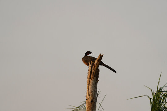 Chaco chacalaca perched on to of dead tree