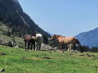 free horses in french mountain