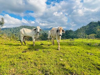 Fototapeta premium Local Cows Grazing on a Grassy Hillside in Costa Rica. A colorful photograph of cows standing on a grassy hillside in rural Costa Rica, with lush greenery and a mountain landscape.