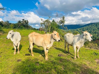 Local Cows Grazing on a Grassy Hillside in Costa Rica. A colorful photograph of cows standing on a grassy hillside in rural Costa Rica, with lush greenery and a mountain landscape.