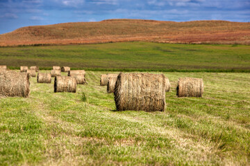 bale rolls of stack straw haystack on the field, harvest on a meadow, hill in the backgrounds