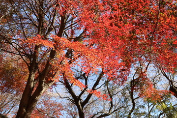 愛知県豊田市小原の四季桜。川見（せんみ）さくら山。秋に咲く桜、紅葉とのコラボ