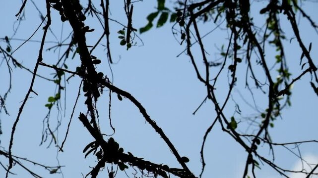 Tropical forest tree branches swaying in the wind. Close-up of green canopy movement. Concept of rainforest nature, wind motion, and ecosystem vitality