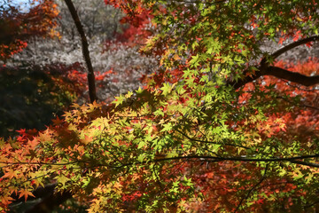 愛知県豊田市小原の四季桜。田代川に沿う柿ケ入遊歩道。秋に咲く桜、紅葉とのコラボ