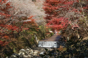 愛知県豊田市小原の四季桜。田代川に沿う柿ケ入遊歩道。秋に咲く桜、紅葉とのコラボ