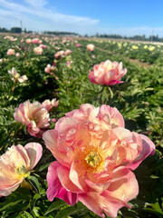 pink and yellow peonies in a peony field