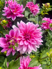 bright pink dahlia blooms with red stripes