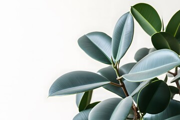 A bold, close-up image of rubber plant leaves, their wide, dark green surfaces with a waxy texture, gently lit by diffused natural light. 
