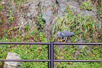 防波堤から飛び立つ美しいクロサギ（サギ科）のペア。
英名学名：Pacific Reef-Heron (Egretta sacra)
静岡県伊豆半島賀茂郡南伊豆町中木ヒリゾ浜2024年
