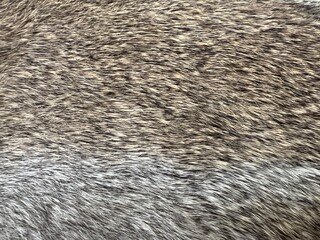 Close up texture of brown gray and white rabbit fur