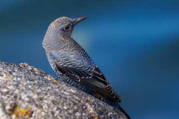 きれいな声でさえずる美しいイソヒヨドリ（ヒタキ科）
英名、学名：Blue Rock Thrush (Monticola solitarius
静岡県伊豆半島賀茂郡南伊豆町中木ヒリゾ浜2024年
