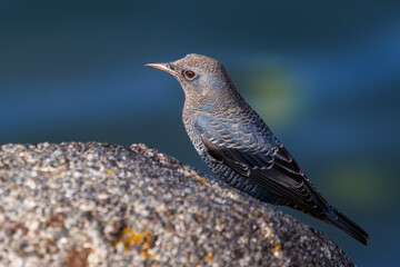 きれいな声でさえずる美しいイソヒヨドリ（ヒタキ科）
英名、学名：Blue Rock Thrush (Monticola solitarius
静岡県伊豆半島賀茂郡南伊豆町中木ヒリゾ浜2024年

