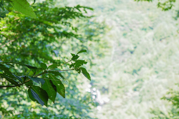 木漏れ日に照らされる美しい緑の葉